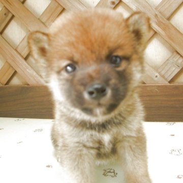 柴犬(豆柴)【茨城県・男の子・2025年8月31日・赤】の写真「元気いっぱいスクスク成長中 豆柴の男の子」