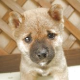 柴犬