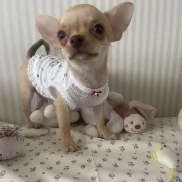 coco 様のお迎えした子犬