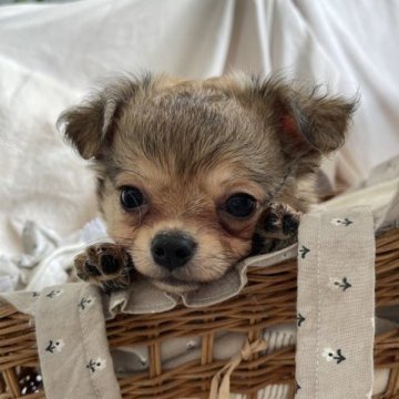 チワプー(チワワ×プードル)【広島県・男の子・2023年4月21日・フォーン】の写真「ぬいぐるみのようなぷにぷにちゃん❤︎」