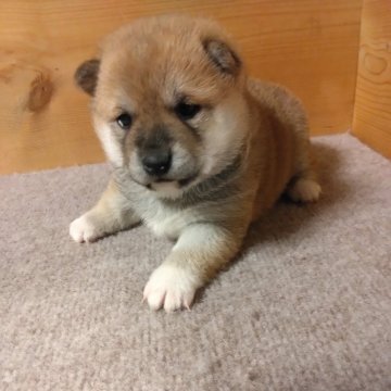 柴犬(豆柴)【富山県・女の子・2025年1月11日・赤】の写真「抱っこが大好きな女の子！きょうだいと仲良しです」