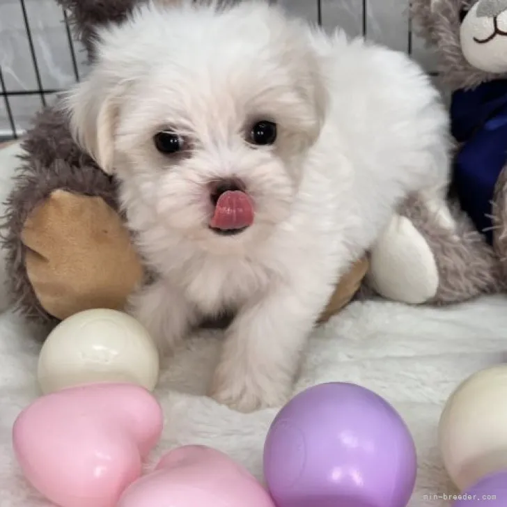 アンママ 様のお迎えした子犬