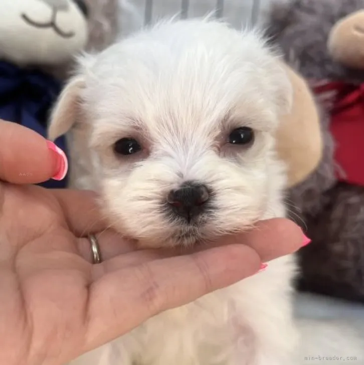 クリンのママ 様のお迎えした子犬