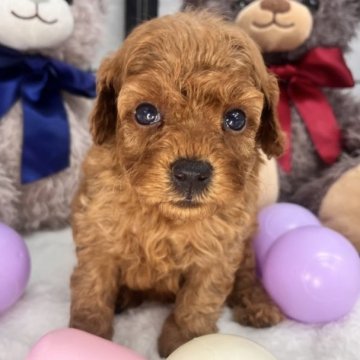 トイプードル(トイ)【埼玉県・女の子・2023年8月11日・レッド】の写真「マイペースな女の子です🌷」