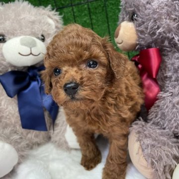 トイプードル(トイ)【埼玉県・男の子・2023年2月14日・レッド】の写真「激カワ王子です。」