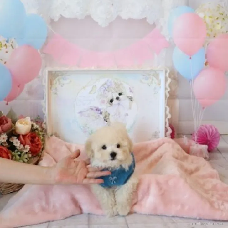 K 様のお迎えした子犬