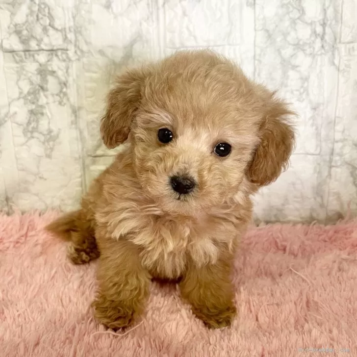 きた 様のお迎えした子犬