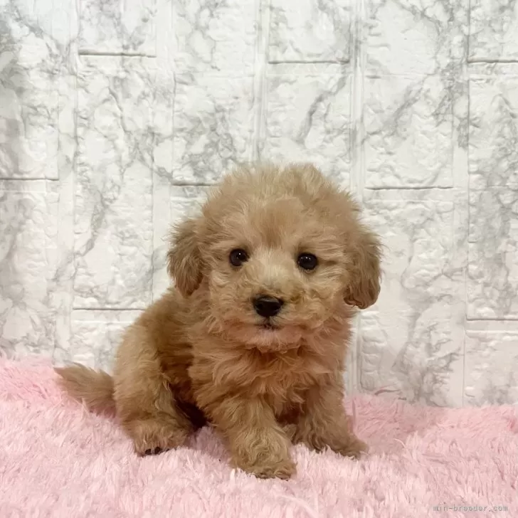 みき 様のお迎えした子犬