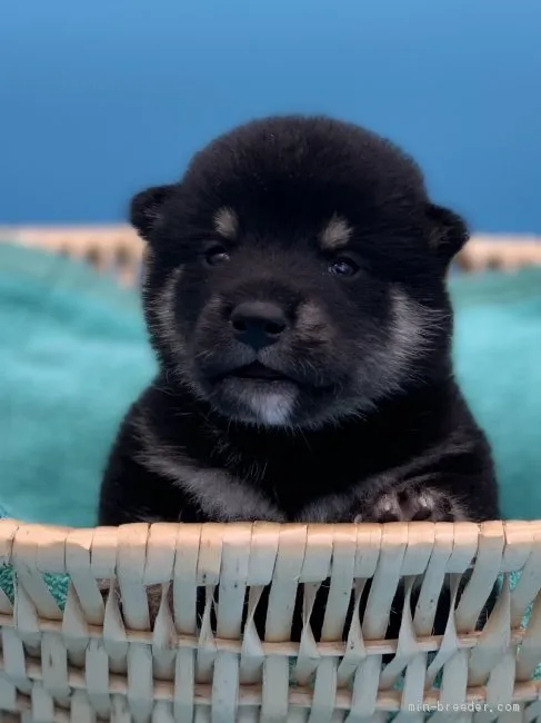 柴犬(標準サイズ)【長野県・男の子・2020年7月24日・黒】の写真1「2020.8.12撮影」