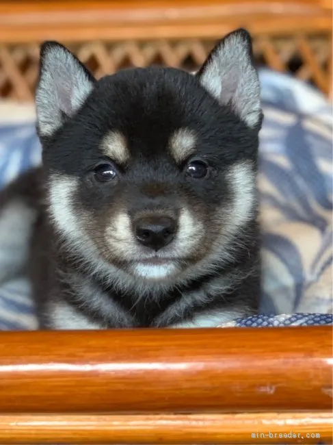 柴犬(標準サイズ)【長野県・男の子・2019年7月6日・黒】の写真1「2019年8月13日撮影」