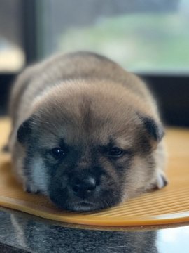 柴犬(標準サイズ)【長野県・男の子・2020年6月11日・赤】の写真「PRA発症しない子です！つぶらな瞳の可愛い僕ちゃん」