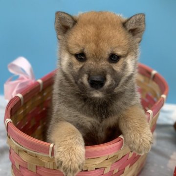 柴犬(標準サイズ)【長野県・男の子・2024年6月25日・赤】の写真「ぷくぷくしてる可愛いボクちゃん」