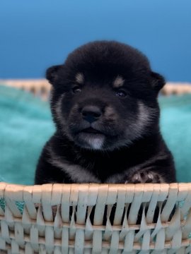 柴犬(標準サイズ)【長野県・男の子・2020年7月24日・黒】の写真「ぷっくり小顔の可愛い僕ちゃん！」