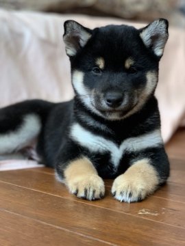 柴犬(標準サイズ)【長野県・男の子・2020年1月7日・黒】の写真「モフモフのまん丸お顔
父遺伝子検査3項目クリア」