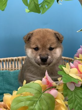 柴犬(標準サイズ)【長野県・女の子・2020年12月26日・赤】の写真「柔らかくフワフワモフモフ癒し系の可愛い女の子」