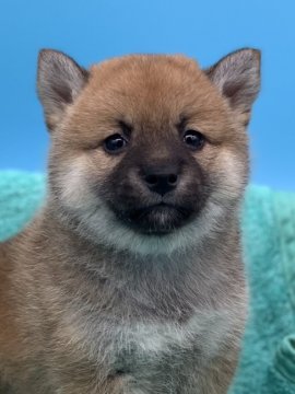 柴犬(標準サイズ)【長野県・女の子・2020年6月11日・赤】の写真「PRA発症しない子です！マンマルお顔の美人さん。」