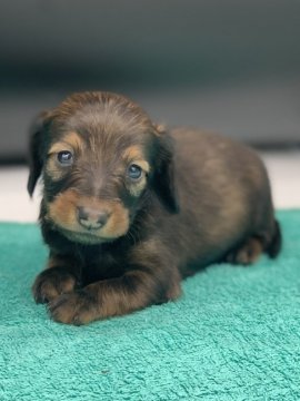 カニンヘンダックスフンド(ロング)【長野県・男の子・2020年7月6日・レッド】の写真「パパはチャンピオン犬！甘いお顔の可愛い僕ちゃん」