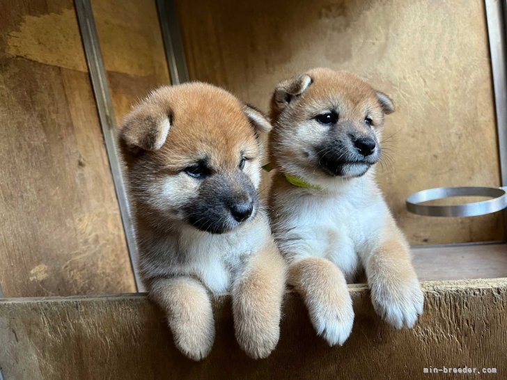 思いでの兄弟犬｜村上　義博(むらかみ　よしひろ)ブリーダー(愛知県・柴犬・日本犬保存会登録)の紹介写真2