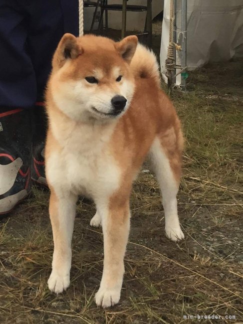 自家　作出犬（義の判優）｜村上　義博(むらかみ　よしひろ)ブリーダー(愛知県・柴犬・日本犬保存会登録)の紹介写真3