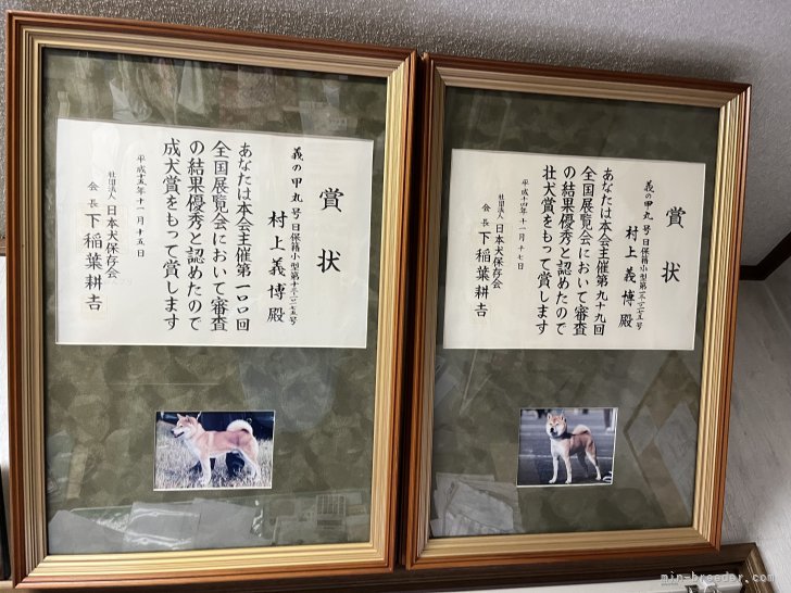 賞状（公社）全国展覧会入賞犬　義の甲丸号（自家 作出犬）｜村上　義博(むらかみ　よしひろ)ブリーダー(愛知県・柴犬・日本犬保存会登録)の紹介写真6