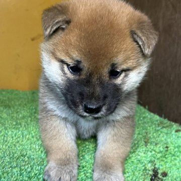 柴犬(標準サイズ)【愛知県・女の子・2024年10月18日・赤色】の写真「まんまるい顔立ち・気品溢れる雰囲気をただ寄せる子犬」