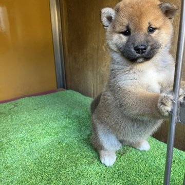 柴犬(標準サイズ)【愛知県・女の子・2024年10月18日・赤色】の写真「稟性・気品溢れる雰囲気をただ寄せる子犬」