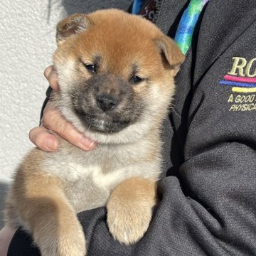 赤色(赤柴)の柴犬(標準サイズ)の子犬を探す｜ブリーダー直販の子犬販売【みんなのブリーダー】