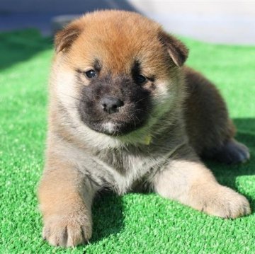 柴犬(標準サイズ)【愛知県・女の子・2024年10月18日・赤色】の写真「まんまるい顔立ち・気品溢れる雰囲気をただ寄せる子犬」