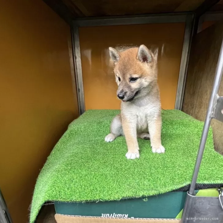 ｆ 様のお迎えした子犬