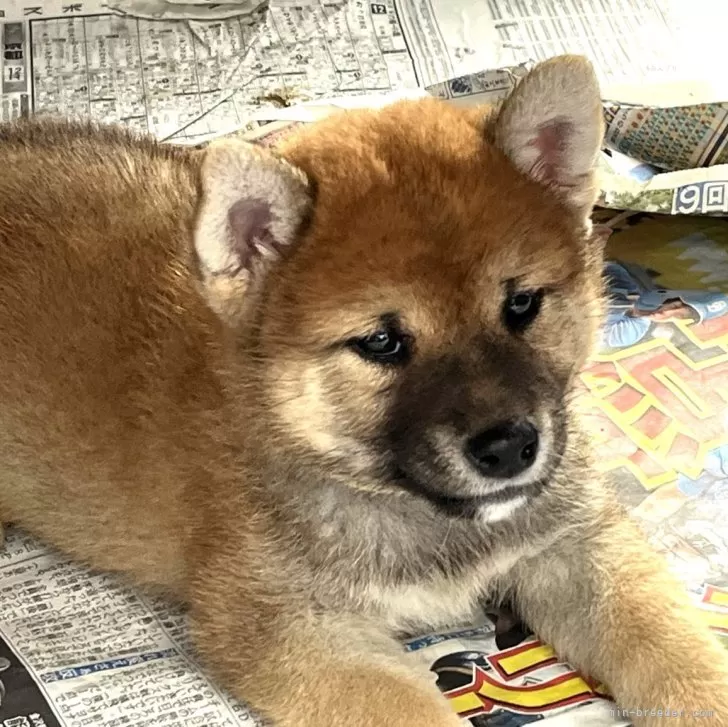 珈琲美学 様のお迎えした子犬