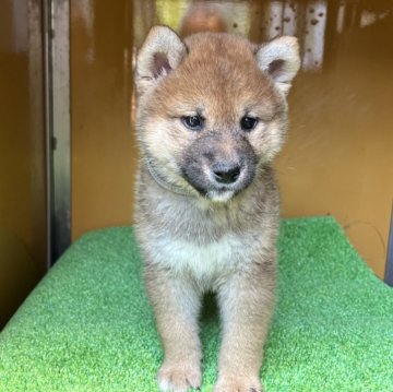 柴犬(標準サイズ)【愛知県・男の子・2024年4月13日・赤色】の写真「人なつこく フレンドリーになると思います」