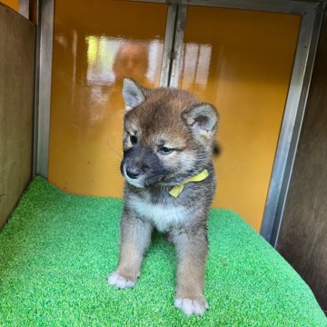 柴犬(標準サイズ)【愛知県・男の子・2024年4月10日・赤色】の写真「今のところ赤ゴマ風ですが綺麗な赤になると思います」