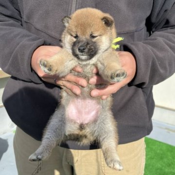 柴犬(標準サイズ)【愛知県・女の子・2023年10月28日・赤色】の写真「キレイな毛色になりそうです」