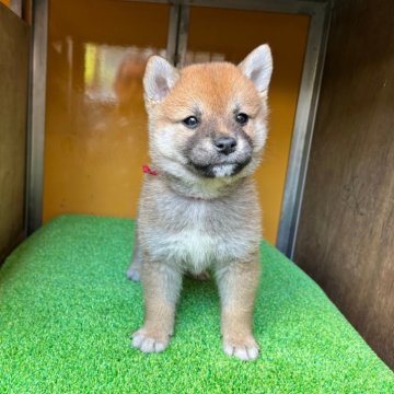 柴犬(標準サイズ)【愛知県・女の子・2024年4月10日・赤色】の写真「綺麗な赤色があなたをとりこにしてくれる子犬です。」