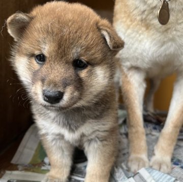 柴犬(標準サイズ)【愛知県・女の子・2024年4月24日・赤色】の写真「夢が現実に！健康診断書付」