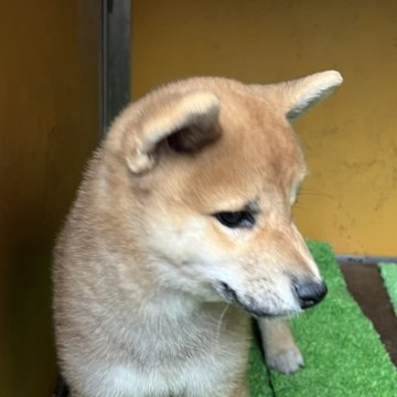 柴犬(標準サイズ)【愛知県・男の子・2024年4月13日・赤色】の写真「性格は穏便で、すぐ家族のとりこになりと思います。」