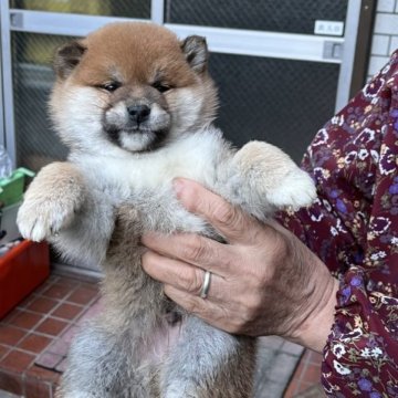 柴犬(標準サイズ)【愛知県・男の子・2023年10月22日・赤色】の写真「この顔つきに秘められたものを感じる子犬です」