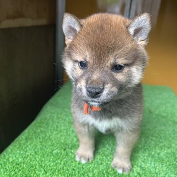 柴犬(標準サイズ)【愛知県・女の子・2024年4月10日・赤色】の写真「気品あるしぶい赤ゴマ風です」