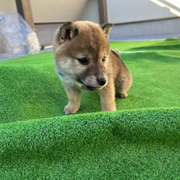 柴犬(標準サイズ)【愛知県・男の子・2023年10月28日・赤色】の写真「　父犬　日本犬保存会　入賞歴あり　優良血統」