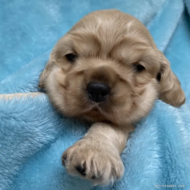 マロン 様のお迎えした子犬