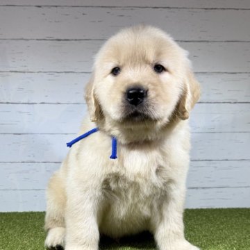 ゴールデンレトリバー【鹿児島県・男の子・2024年9月30日・ゴールド】の写真「骨格の良い　マイペースな子」