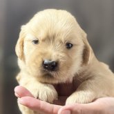 ゴールデンレトリバー