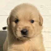 ゴールデンレトリバー