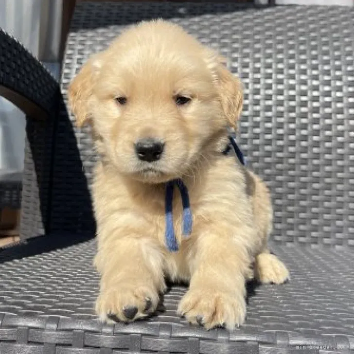 ももよ 様のお迎えした子犬