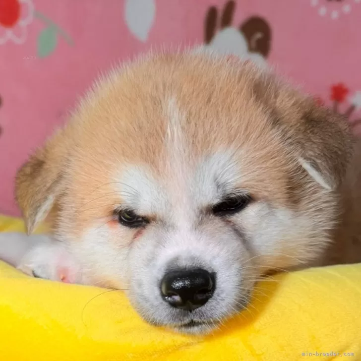 兄弟中の一番仔です‼️性格最高‼️1/20迄募集中 | 秋田犬