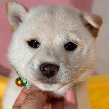 柴犬(豆柴)【岡山県・女の子・2024年10月4日・白】の写真「週末まで三万円引‼️お迎えの費用などにお使い下さい」