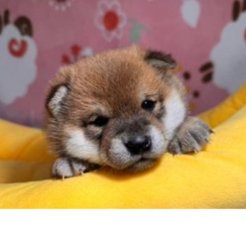 柴犬(豆柴)【岡山県・男の子・2025年2月1日・赤】の写真「兄弟の可愛い動画をアップ中‼️性格最高の人懐っこさ」