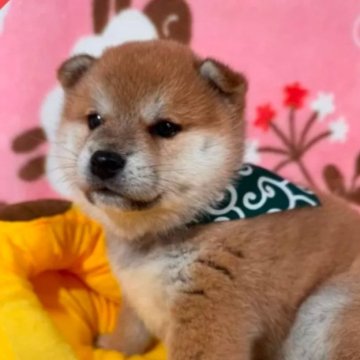 柴犬(標準サイズ)【岡山県・女の子・2024年12月5日・赤】の写真「綺麗な配色と構成人懐こく可愛い姿を動画で見て‼️」