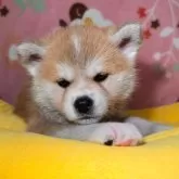 秋田犬【岡山県・女の子・2025年2月24日・赤】の写真1「とても綺麗な子でお顔の配色も良いです。」