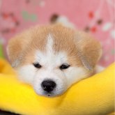 秋田犬